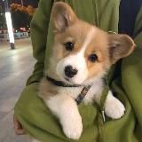 🍪ᴋᴏʀᴇᴀ {𝐟𝐚𝐥𝐥𝐢𝐧𝐠 𝐢𝐧 𝐥𝐨𝐯𝐞}❤️🩹