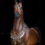 ЧЕЧЕНСКИЕ ПЕСНИ