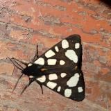 Сельский mix