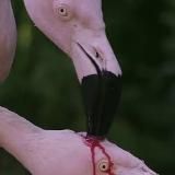 Дива_Дивная🦩🦩🦩 40 +