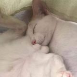 🙀 Ma che Cats 🙀