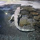 𝘾𝙧𝙤𝙘𝙤𝙙𝙞𝙡𝙘𝙝𝙞𝙠.