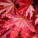 БАТАЛЬОН“КЛЁН”