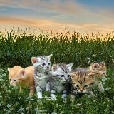(•◡•) ȼ𝑎𝑡𝚜😻