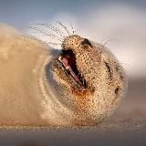 Тюлени не каждый день