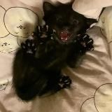 ✨.•✧☽vi.diary☽✧•.✨