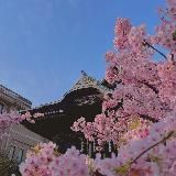 Михо которая стала фури 🦉❤️🦎