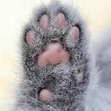 Лапка Кремля