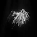 птица белая.