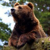 Оперативный пробив ⚡️ 🐻