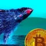 Link to J Velder Bitcoin Whale