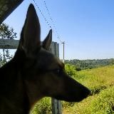 Дикий пёсель🐕