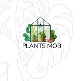 Комнатные растения Plants Mob