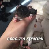 Ratplace (Крисяться)🐭