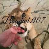 Bagdad.007