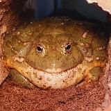 Блог Большого Зеленого 𓆏