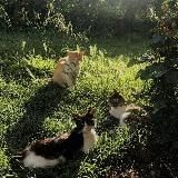 ..ᶻ 𝘇 .੭ 𝗛𝗼𝘂𝘀𝗲 𝗸𝗶𝘁𝘁𝗲𝗻𝘀 ๑°• ꒱