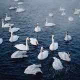 swan lake