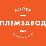 ФОРЕЛЕВОЕ ХОЗЯЙСТВО| СОЧИ