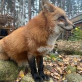 Ли Сяо / Alice the Fox / МЕРЧ