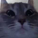 Новости и Сливы