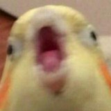 мемы с попугами 🦜
