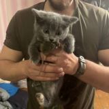 Котики и Кощьки Tactical