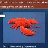 Memes stolen from furry discord