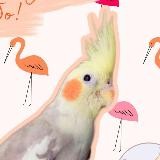 Пристрой попугаев. Улетел / нашёлся попугай. Помощь птицам