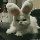 Гей порно the forest