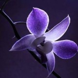 Каталея