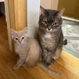 Материмся с Еленой Шрамук Chat