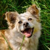 Волки в лес уехали