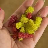 Овощи в ладошке