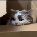 Милые песики и котята