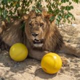 В мире животных