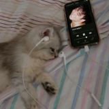 конф спавнека