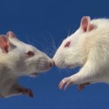 Парные обои