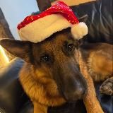 🍂Дед на подработке | The Rooks✨