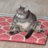 In_the_window🐈⬛🐕🦺