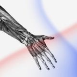 Топографическая анатомия конечностей