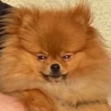 чат горящего светильника