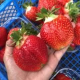 ЧудоЛукошко Chat