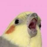 Я орал меня ловили