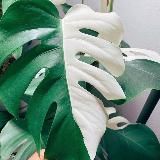 🌿 Helen's Jungle Sale 🌿