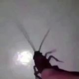 VTMessenger Chat | VTMC