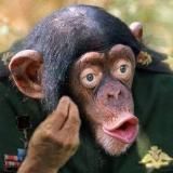 Сектор База