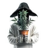 Белый вдовец