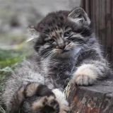 Диванный отдел экстренных заказов