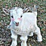 🎊Roblox-зона трейдов🎁🎀